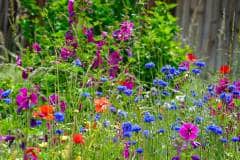 flower-meadow-5271512_1920